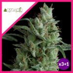 KRYPTONITE FEM X3+1-PYRAMID SEEDS