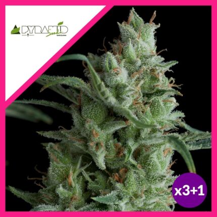 KRYPTONITE FEM X3+1-PYRAMID SEEDS