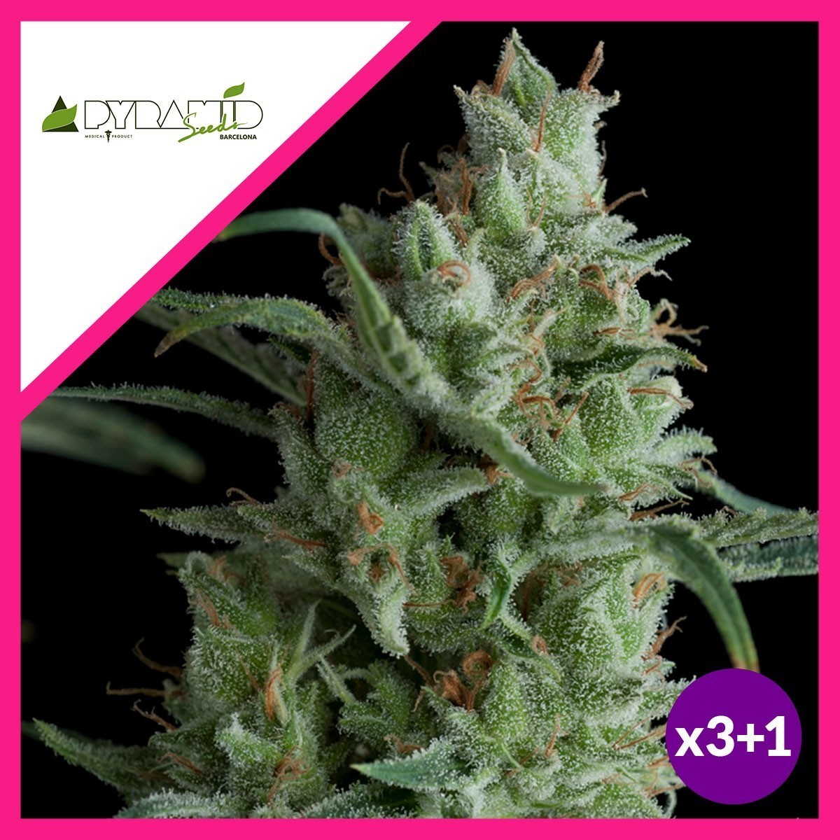 KRYPTONITE FEM X3+1-PYRAMID SEEDS KRYPTONITE FEM X3+1-PYRAMID SEEDS