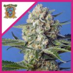 CRYSTAL CANDY F1 FEM X3+1-SWEET SEEDS