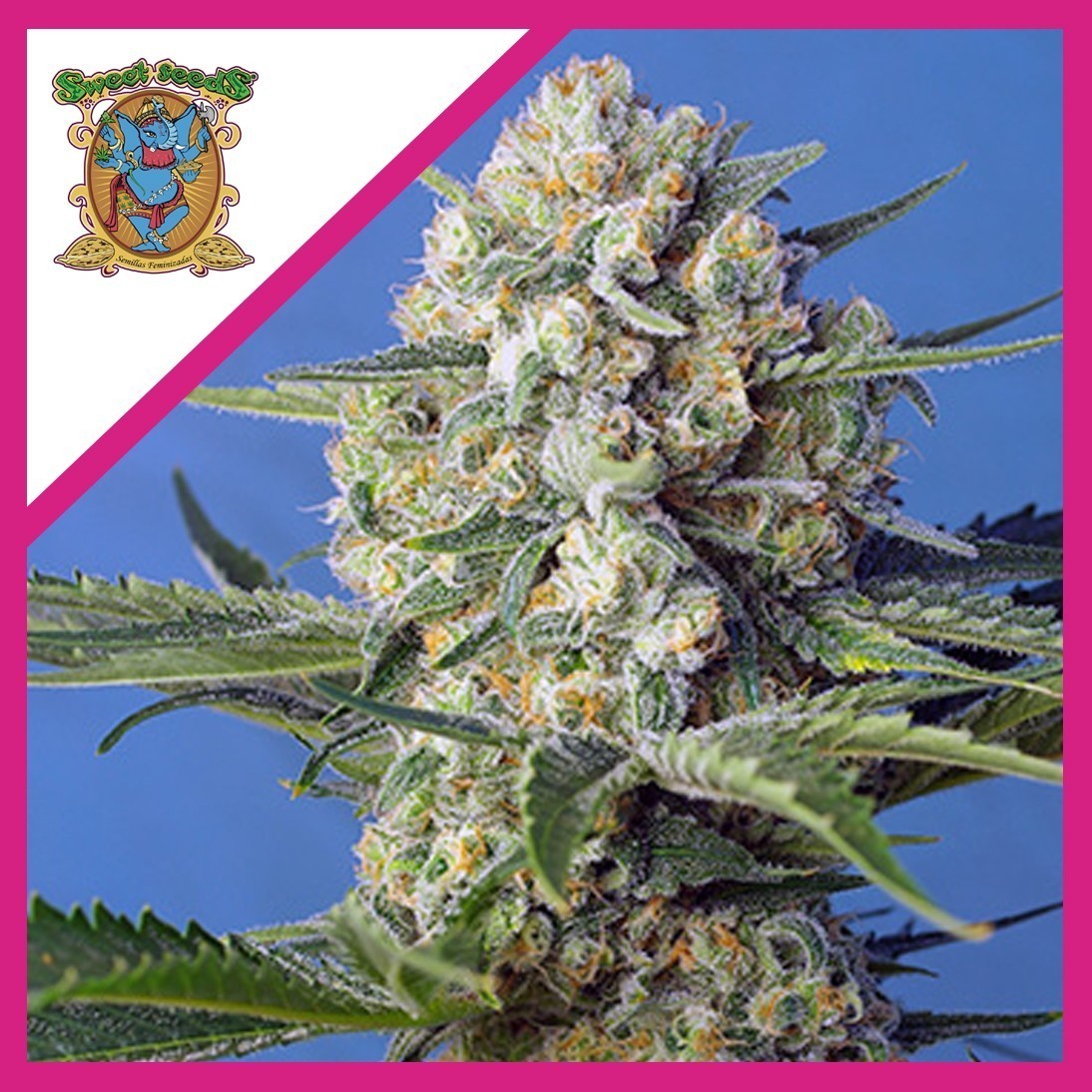 CRYSTAL CANDY F1 FEM X3+1-SWEET SEEDS CRYSTAL CANDY F1 FEM X3+1-SWEET SEEDS