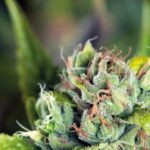 TAHOE CURE FEM X5+2-PYRAMID SEEDS