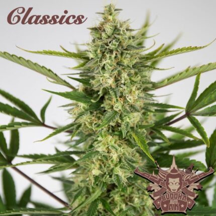 AK CLASSICS AUTO X3+1-BUDDHA SEEDS