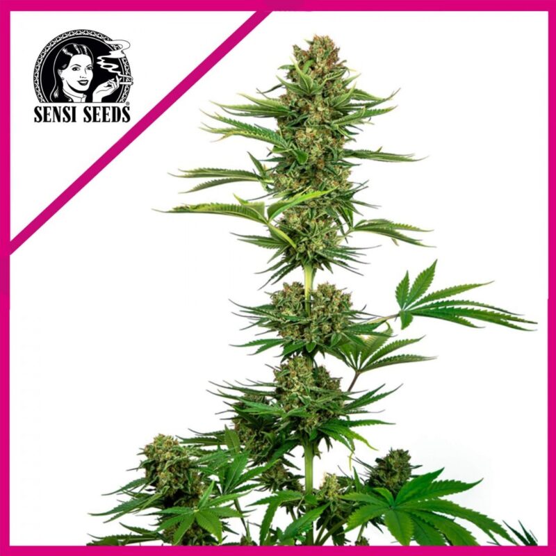 SATIN BLACK DOMINA CBD FEM X3-SENSI SEEDS