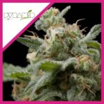 SUPER HASH FEM X3+1-PYRAMID SEEDS