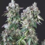 MENDOCINO PURPLE KUSH FEM X5+2-PYRAMID SEEDS