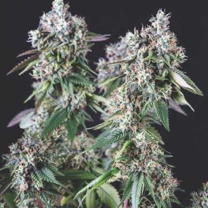 MENDOCINO PURPLE KUSH FEM X5+2-PYRAMID SEEDS
