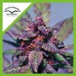 BLACKBERRY KUSH CBD AUTO X3-DUTCH PASSION