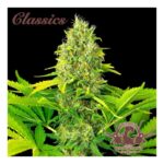 WHITE WIDOW CLASSICS AUTO X3+1-BUDDHA SEEDS