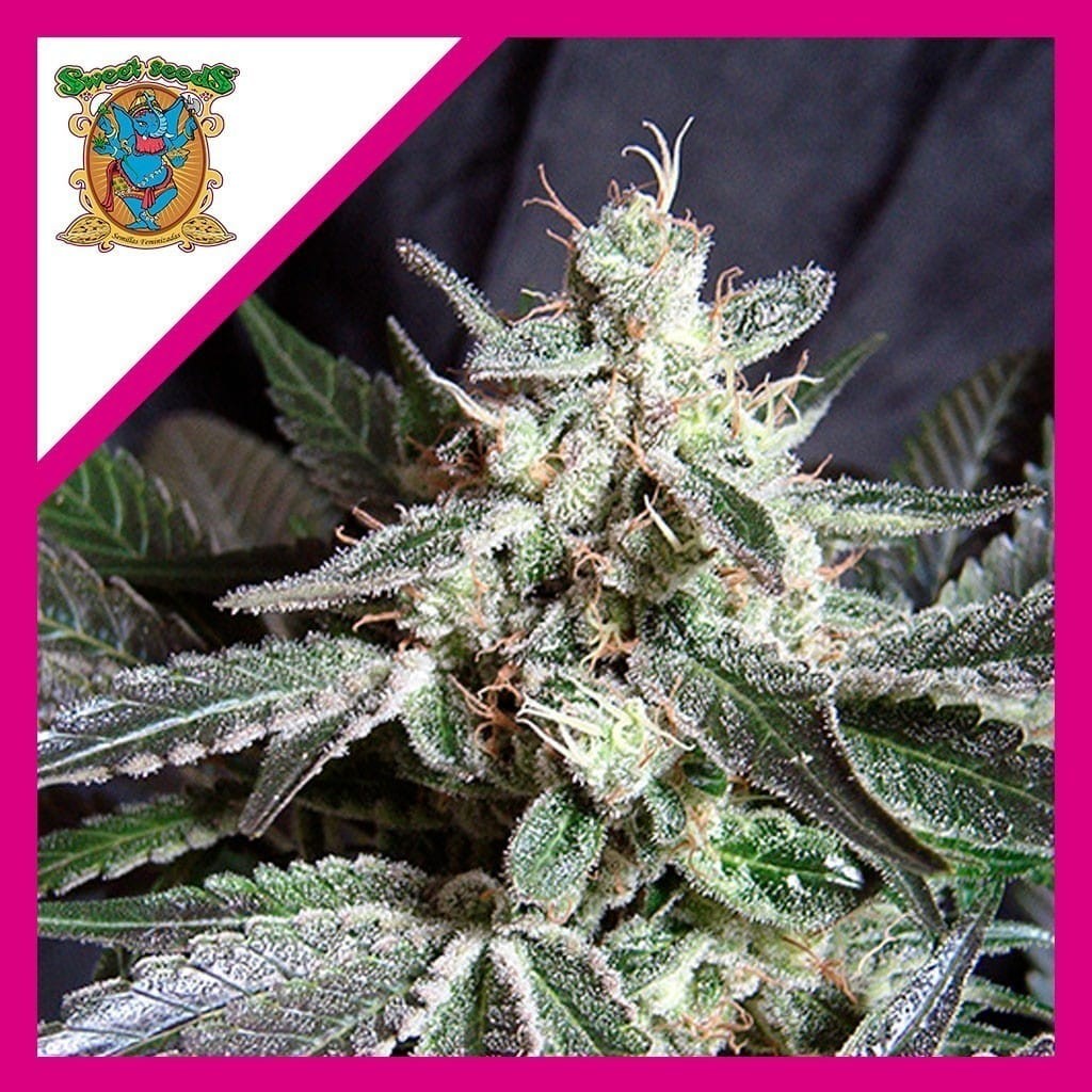 BLACK JACK FEM X3+1-SWEET SEEDS BLACK JACK FEM X3+1-SWEET SEEDS