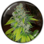 ZKITTLEZ FEM X3-MEDICAL SEEDS