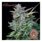AMNESIA CLASSICS AUTO X3+1-BUDDHA SEEDS