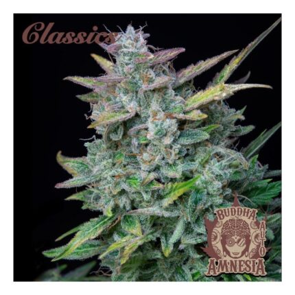 AMNESIA CLASSICS AUTO X3+1-BUDDHA SEEDS