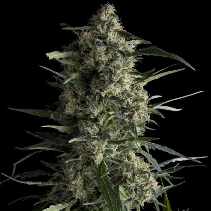 GALAXY FEM X5+2-PYRAMID SEEDS