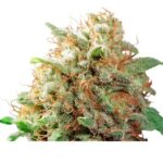 MAZAR FEM X100-DUTCH PASSION