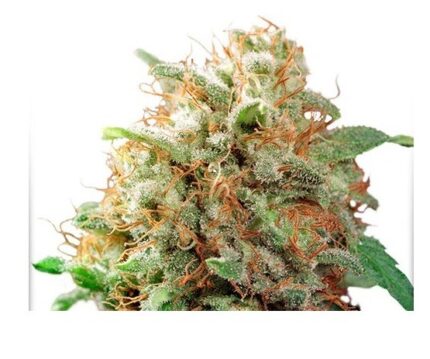 MAZAR FEM X100-DUTCH PASSION