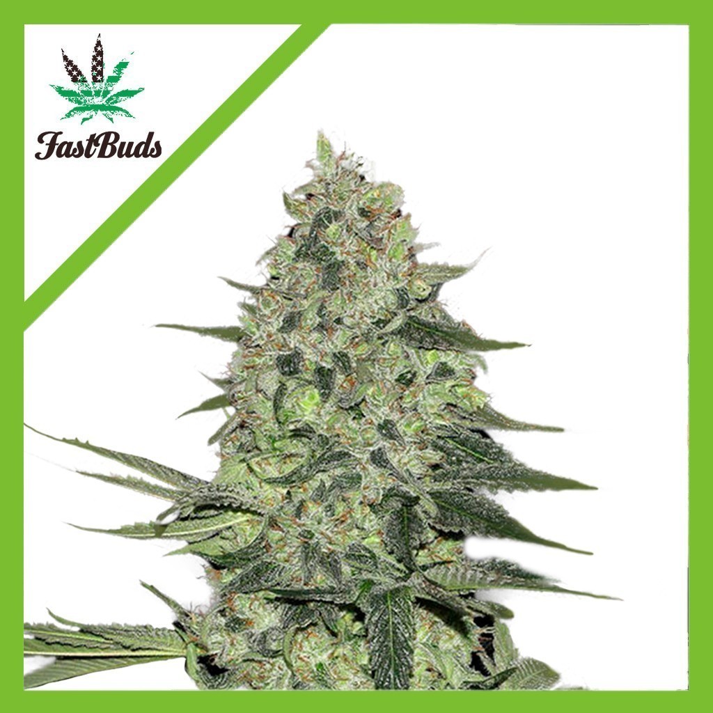 RHINO RYDER AUTO X3-FAST BUDS RHINO RYDER AUTO X3-FAST BUDS