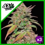 SMOOTHIE AUTO X3-FAST BUDS