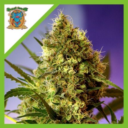 BLACK CREAM AUTO X3+1-SWEET SEEDS