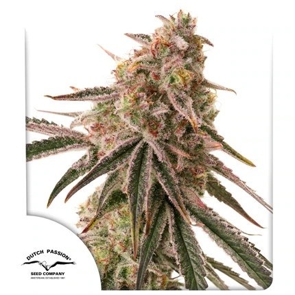 FROZEN BISCOTTI FEM X3-DUTCH PASSION