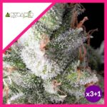 RAMSES FEM X3+1-PYRAMID SEEDS