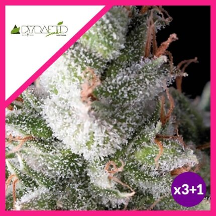 RAMSES FEM X3+1-PYRAMID SEEDS