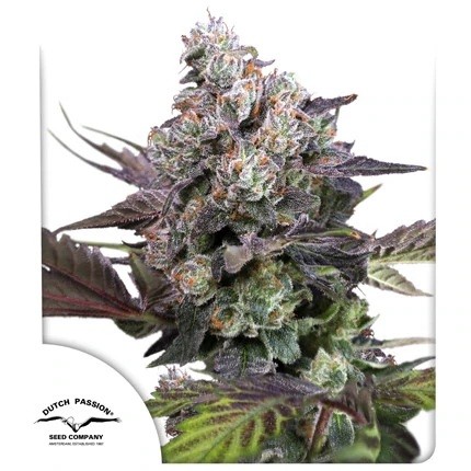 CANDY BUBATZ XL FEM X3-DUTCH PASSION