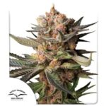 FROZEN BISCOTTI AUTO X3-DUTCH PASSION
