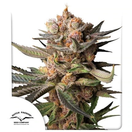 FROZEN BISCOTTI AUTO X3-DUTCH PASSION