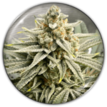 GRAPE FUEL FEM X3-MEDICAL SEEDS