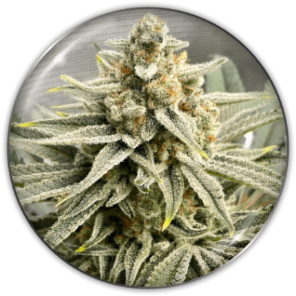 GRAPE FUEL FEM X3-MEDICAL SEEDS