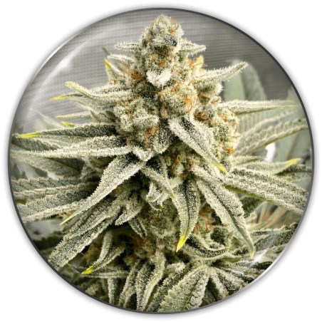GRAPE FUEL FEM X3-MEDICAL SEEDS GRAPE FUEL FEM X3-MEDICAL SEEDS