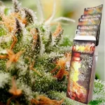 ASSORTED AUTO X10-BUDDHA SEEDS