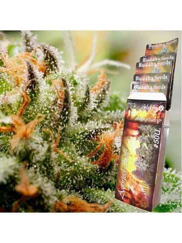 ASSORTED AUTO X10-BUDDHA SEEDS