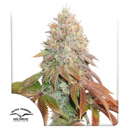 BANANA BLAZE AUTO X7-DUTCH PASSION
