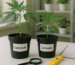 Compara OG Kush y Recovery CBD de Medical Seeds según CBD/THC, efecto, fenología y uso terapéutico en Chile para elegir con criterio.
