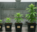 Cinco autoflorecientes XXL de Fast Buds y Dutch Passion que combinan ciclo corto, buen tamaño y producción sólida para cultivos con poco margen de espera.
