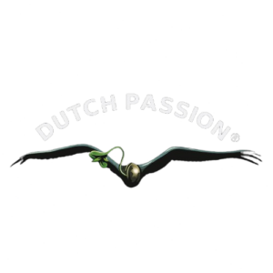 Dutch Passion